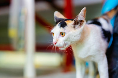 Close-up of a cat looking away