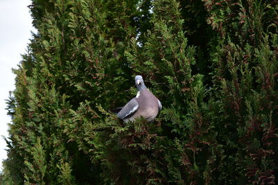 Bird perching on a tree