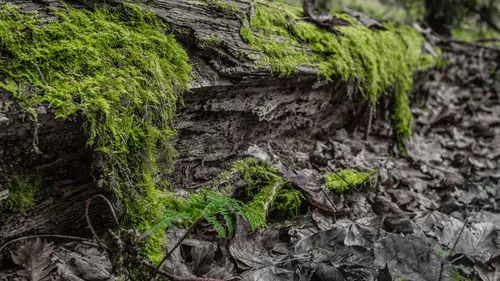 Close-up of moss growing on tree trunk