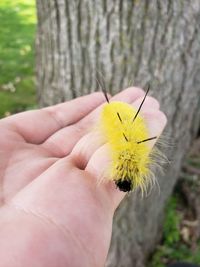 Close-up of hand holding yellow flower