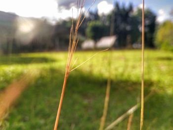 Close-up of grass on field