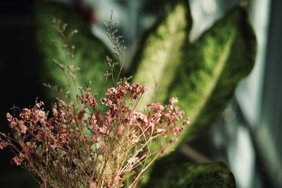 Close-up of flowering plant