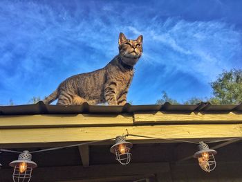 Low angle view of cat on the wall