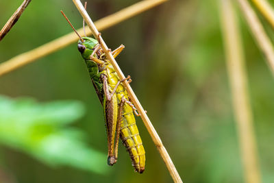 Close-up of insect on plant
