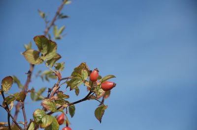 Low angle view of rose hips on tree against blue sky