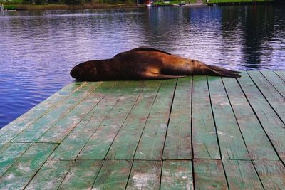 High angle view of sea lion in swimming pool