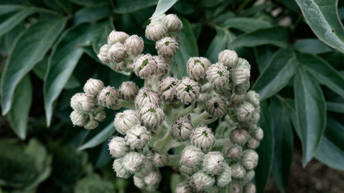 Close-up of flowering plant