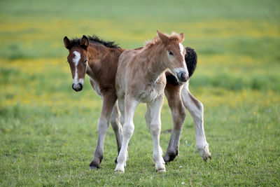 Horse on field