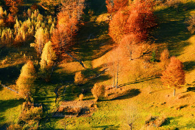 High angle view of trees growing on landscape during autumn