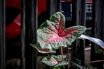 Close-up of plant by window