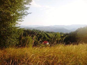 Scenic view of grassy field against sky
