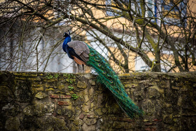 Peacock perching on tree trunk