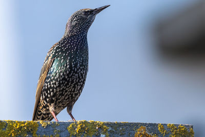 Low angle view of a starling perching