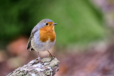 Close-up of bird perching