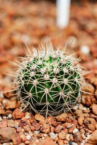 Close-up of cactus plant growing on field
