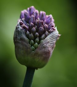 Close-up of purple flowering plant