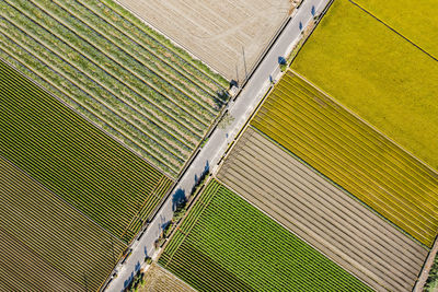 High angle view of agricultural field