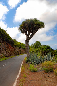 Tree by road against sky