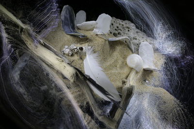 High angle view of animal skull