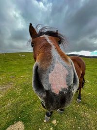 Close-up of a horse on field