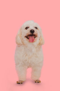 Portrait of dog sitting against pink background