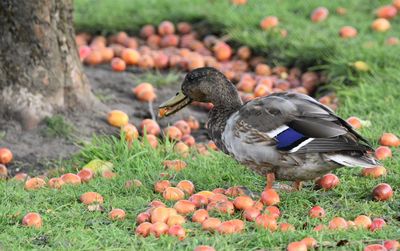 Close-up of birds on the ground