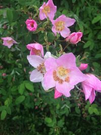 Close-up of pink flower