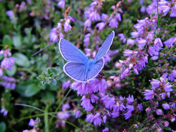 Close-up of butterfly on purple flowering plant