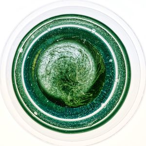 Directly above shot of beer in glass