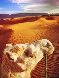 Dog on landscape against sky during sunset