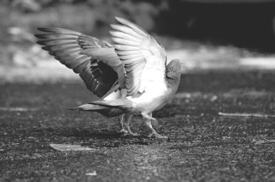 Bird flying over white background