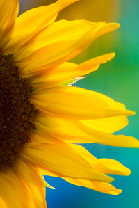 Close-up of sunflower