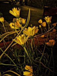 Close-up of yellow flower