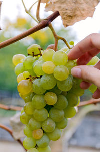 Close-up of hand holding grapes