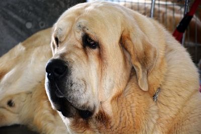 Close-up portrait of dog