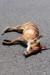 High angle view of dog lying on road