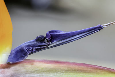 Close-up of purple flowers against blurred background