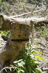 Close-up of snake on tree trunk