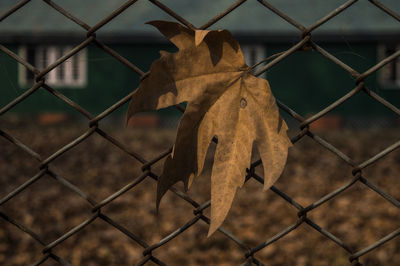 Close-up of chainlink fence