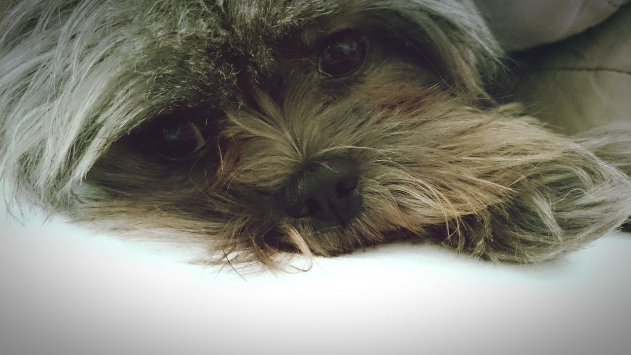 domestic animals, animal themes, one animal, pets, mammal, dog, animal hair, indoors, close-up, animal head, animal body part, looking at camera, relaxation, portrait, no people, lying down, zoology, animal eye, part of, domestic cat