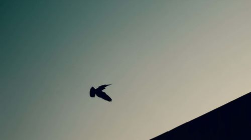 Low angle view of birds flying in sky