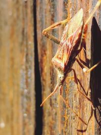 Close-up of insect on tree trunk