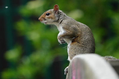 Close-up of squirrel on rock