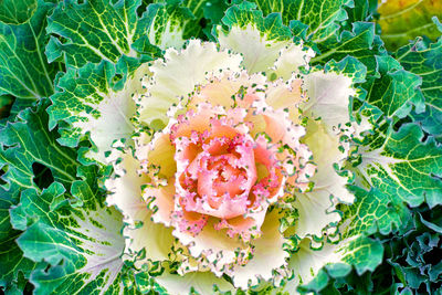 Directly above shot of flowering plant