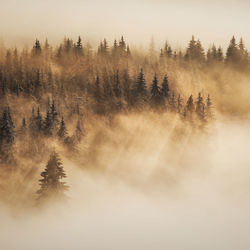 Trees on snow covered landscape against sky