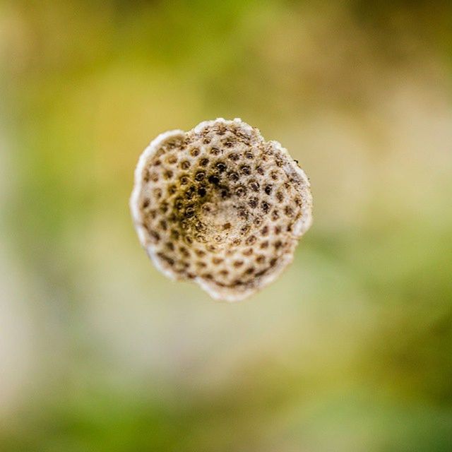 close-up, focus on foreground, selective focus, growth, nature, beauty in nature, natural pattern, plant, spotted, forest, day, outdoors, fragility, mushroom, fungus, no people, freshness, green color, tranquility, sunlight