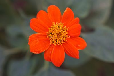 Close-up of orange flower
