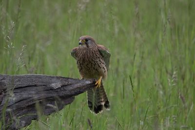 Close-up of falcon perching outdoors