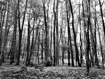 Trees in forest against sky