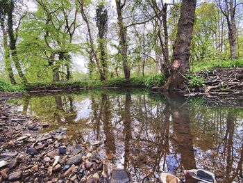 Reflection of trees in lake